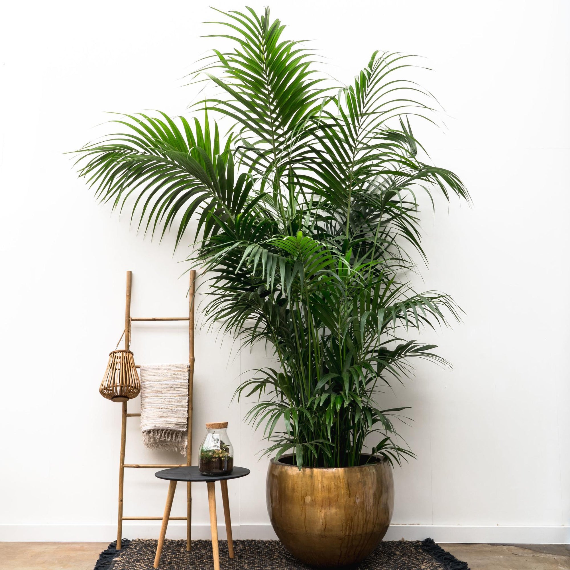 Kentia Palm XXL - 300cm - ø50