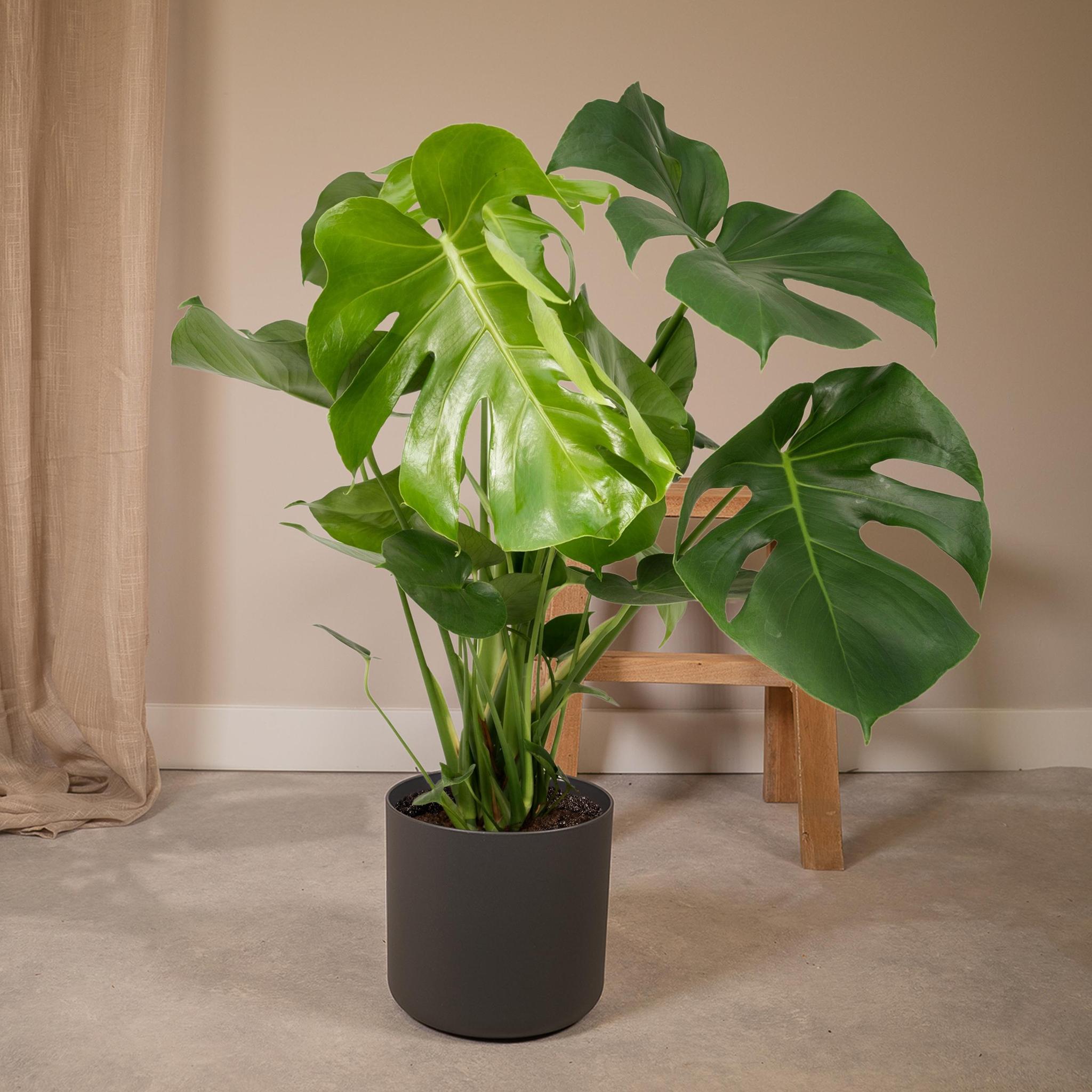 Monstera Deliciosa - Gatenplant - 65cm - Ø21