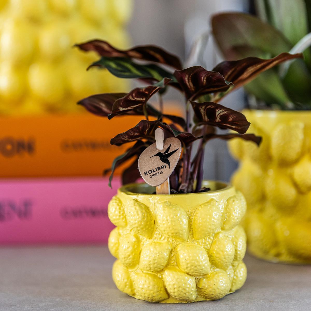 Kolibri Home | Citrus pot yellow - Ø9cm