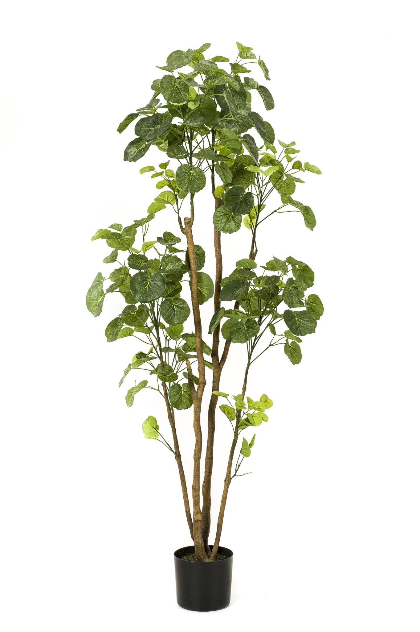 Kunstplant - Polyscias - Aralia - 160 cm