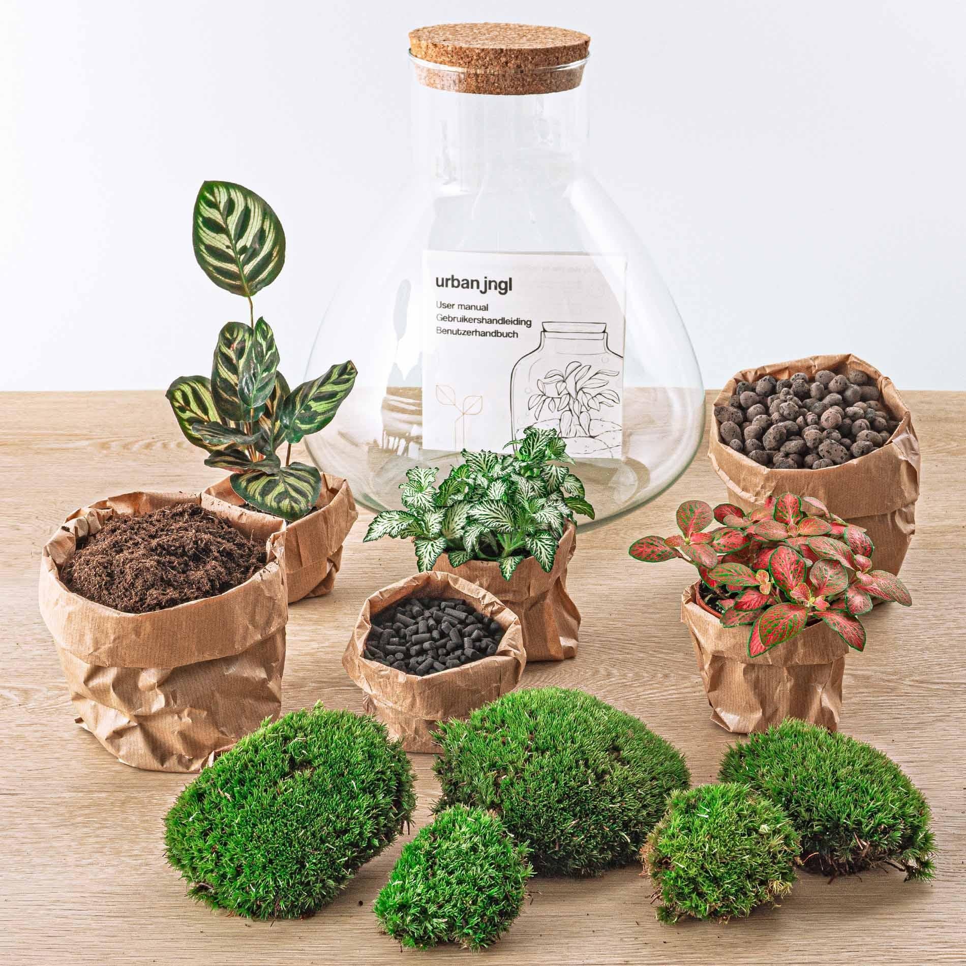 Variant interne naam DIY terrarium - Sam XL Red - ↑ 35 cm + Rake + Shovel + Tweezer + Scissors