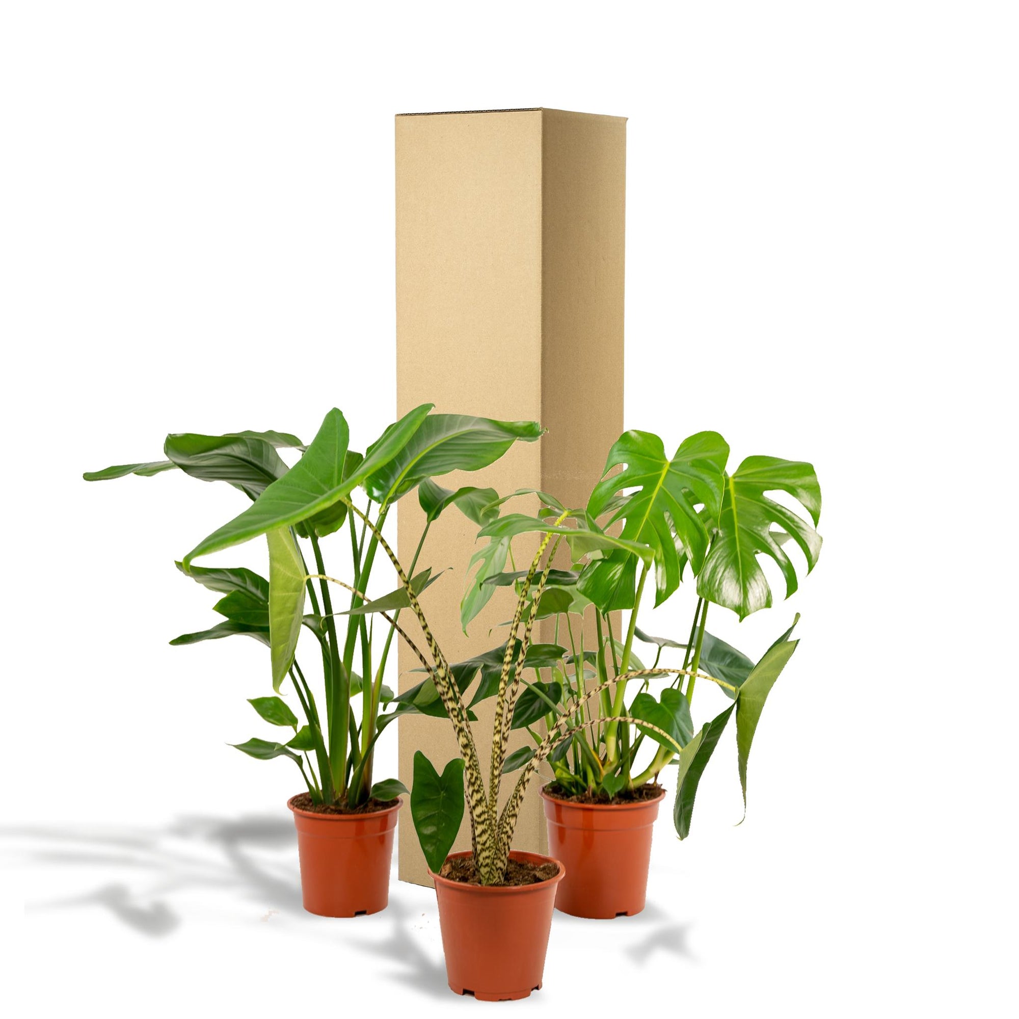 Monstera Deliciosa - ↨75cm - Ø21cm + Alocasia Zebrina - ↨75cm - Ø19cm + Strelitzia Nicolai - ↨85cm - Ø19cm