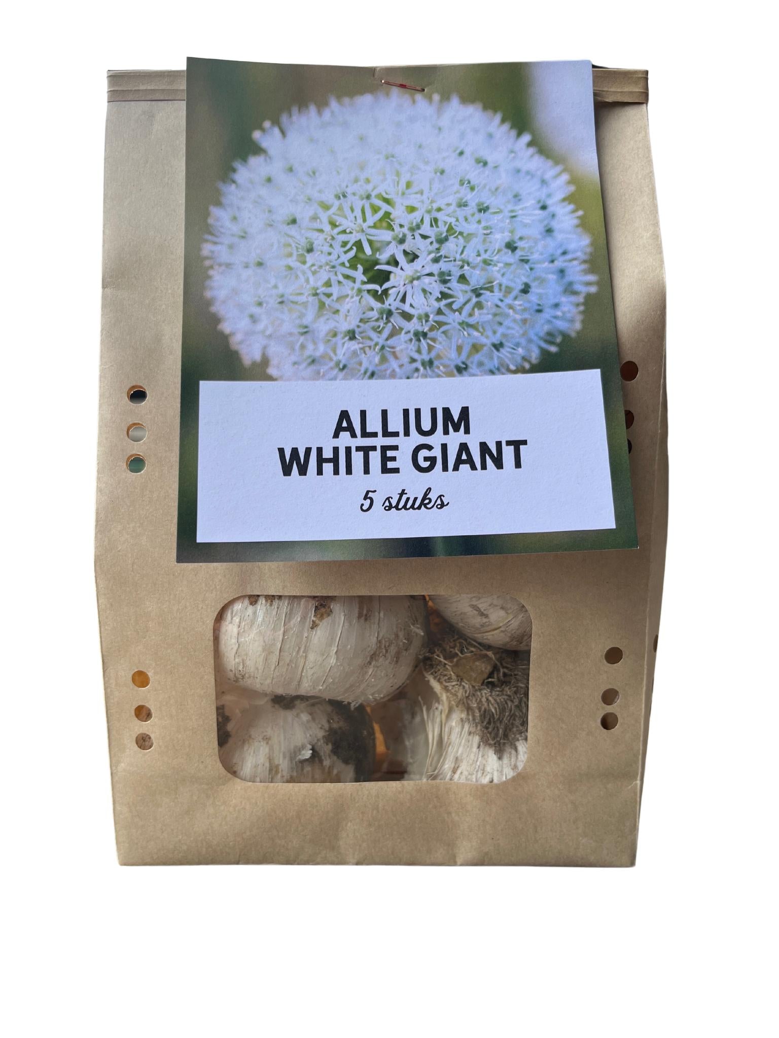 Allium bollen 5 stuks