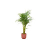 Combi deal - Areca palm inclusief elho Jazz Round rood Ø26 - 140 cm