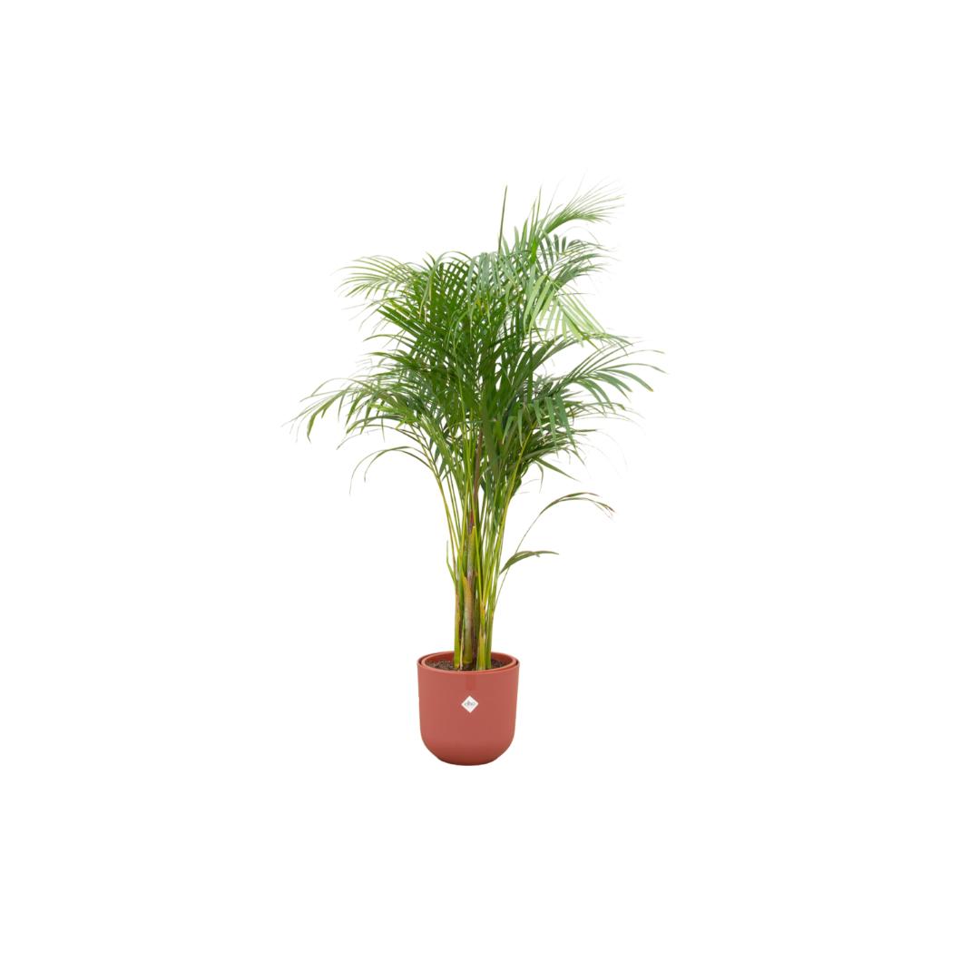 Combi deal - Areca palm inclusief elho Jazz Round rood Ø26 - 140 cm