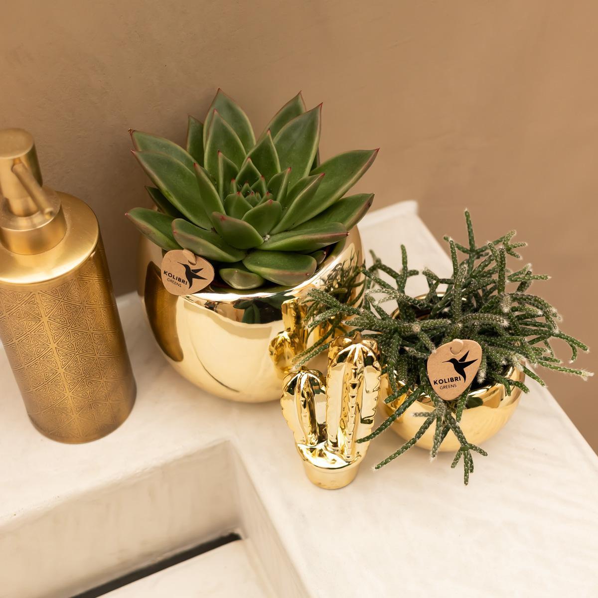 Kolibri Home | Ornament - Decoratie beeld Cactus - goud