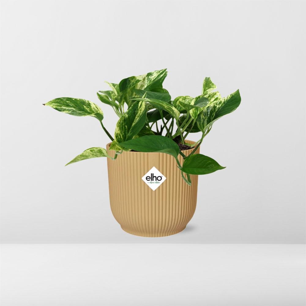 Scindapsus (Epipremnum) Marble Queen in ELHO Vibes Fold 14cm geel