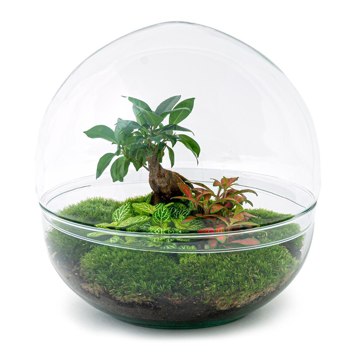 DIY terrarium - Dome XL - Ficus Ginseng Bonsai - ↑ 30 cm