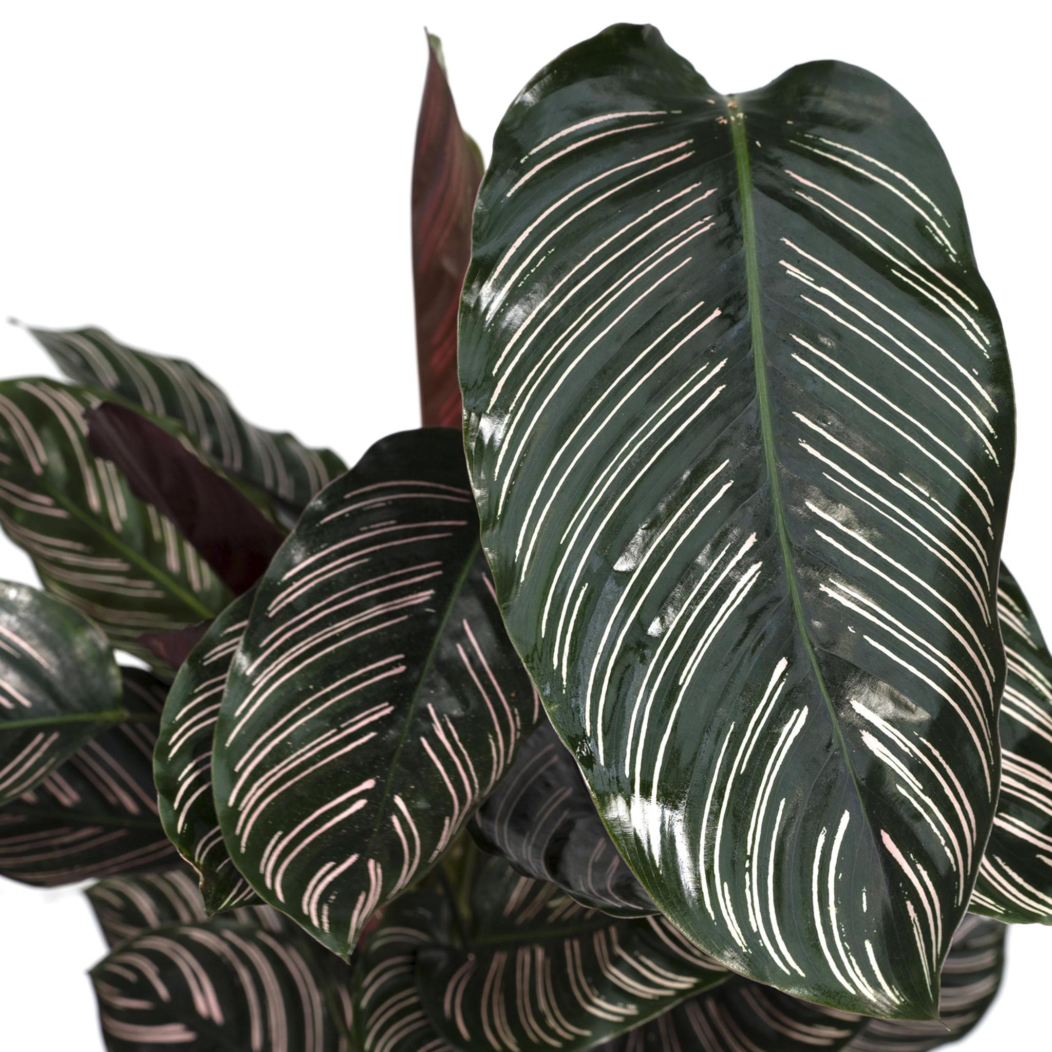 Calathea Ornata - Pauwenplant - 75cm - Ø19