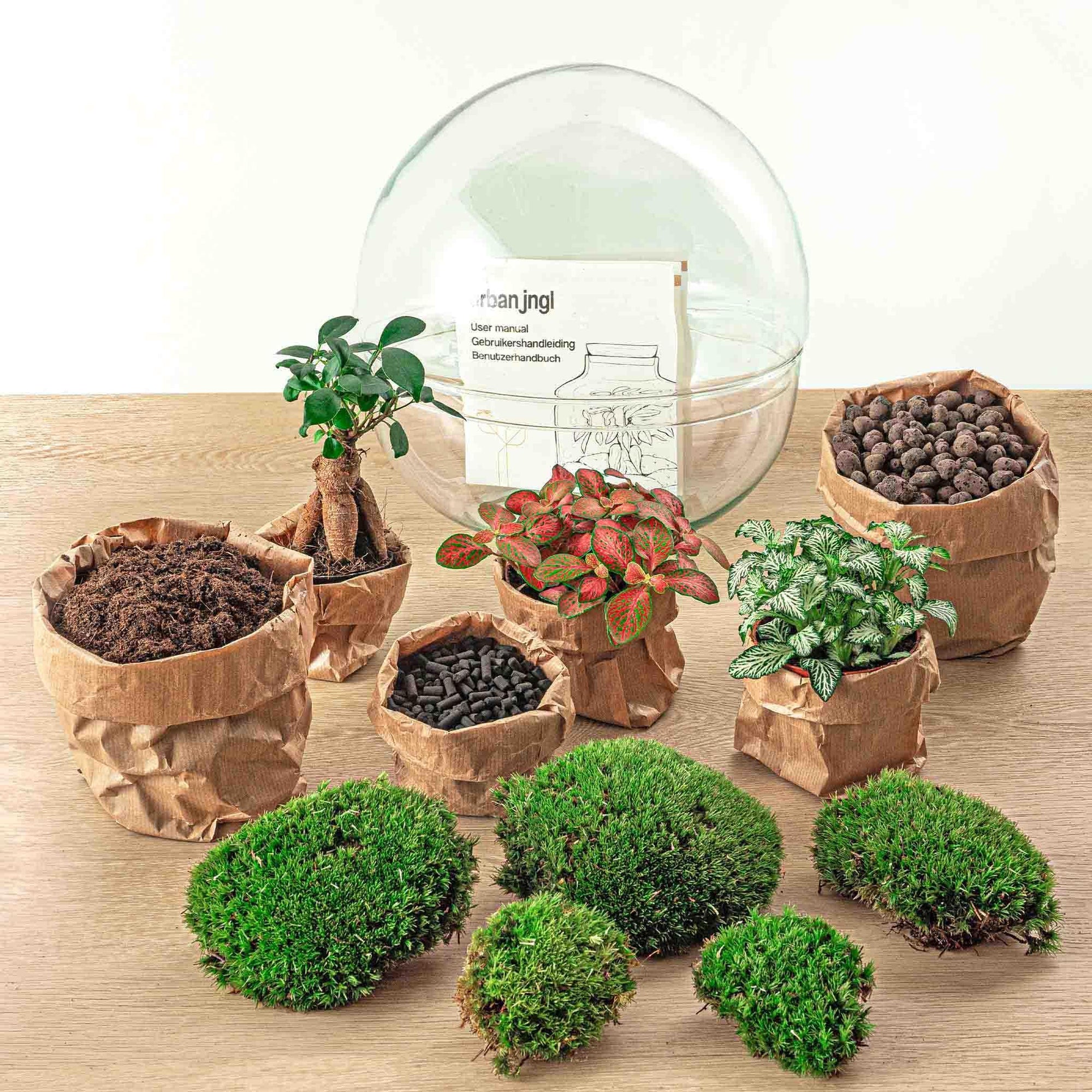 DIY terrarium - Dome XL - Ficus Ginseng Bonsai - ↑ 30 cm