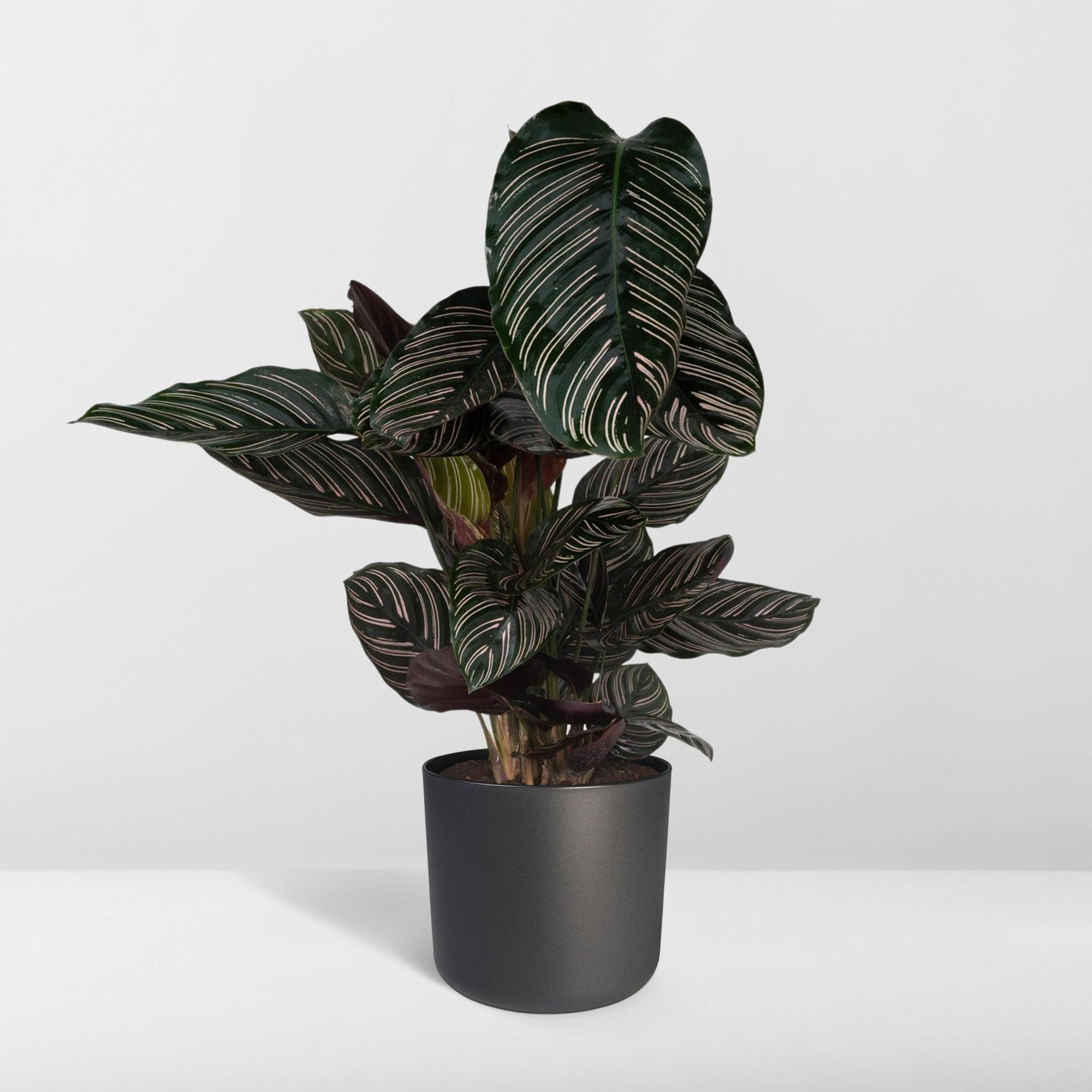 Calathea Ornata - Pauwenplant - 75cm - Ø19