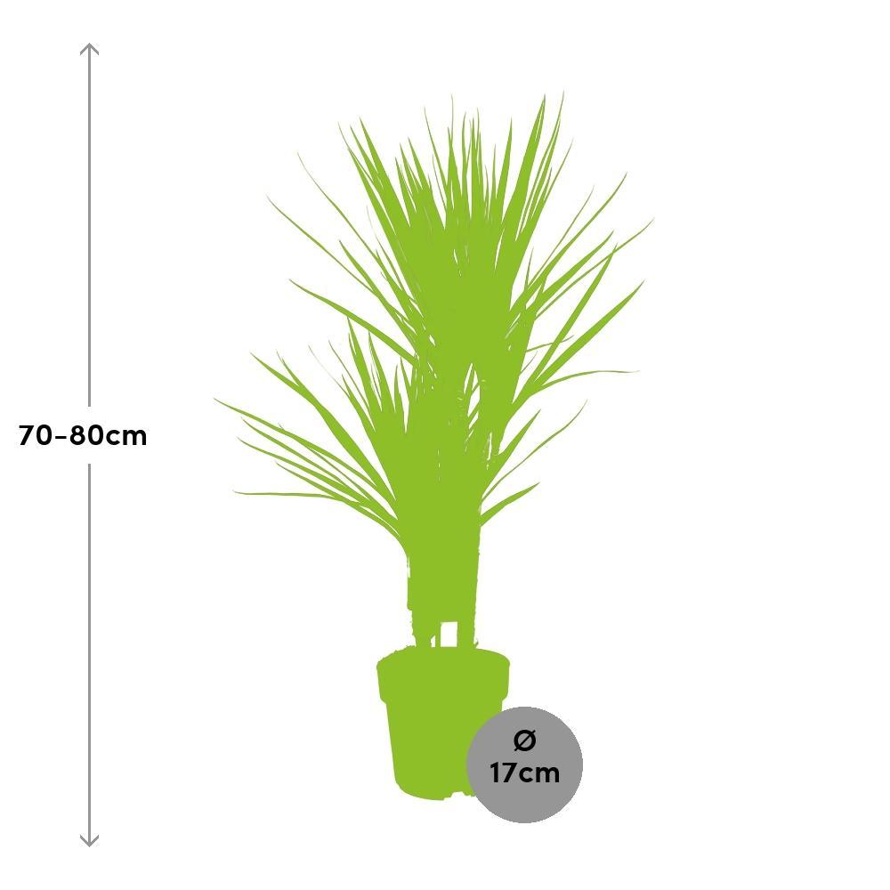 Ø17cm - ↕80cm