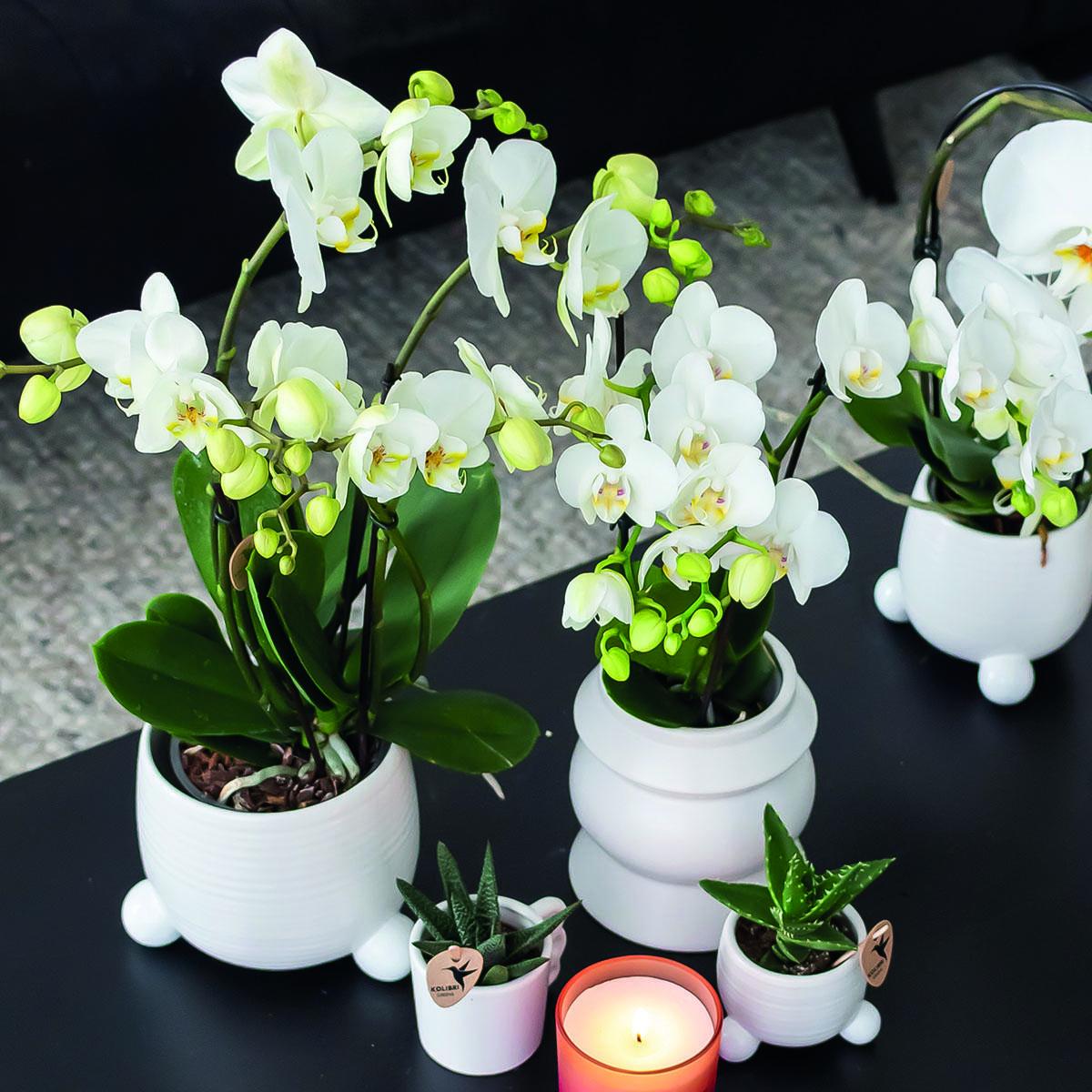 Kolibri Orchids | COMBI DEAL van 2 witte Phalaenopsis orchideeën - Amabilis - potmaat Ø9cm | bloeiende kamerplant - vers van de kweker