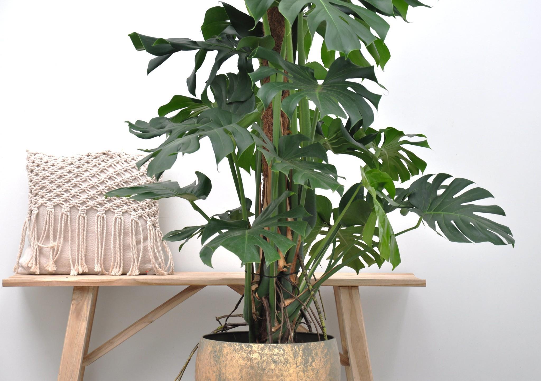 Monstera Deliciosa XXL - 150cm - ⌀24