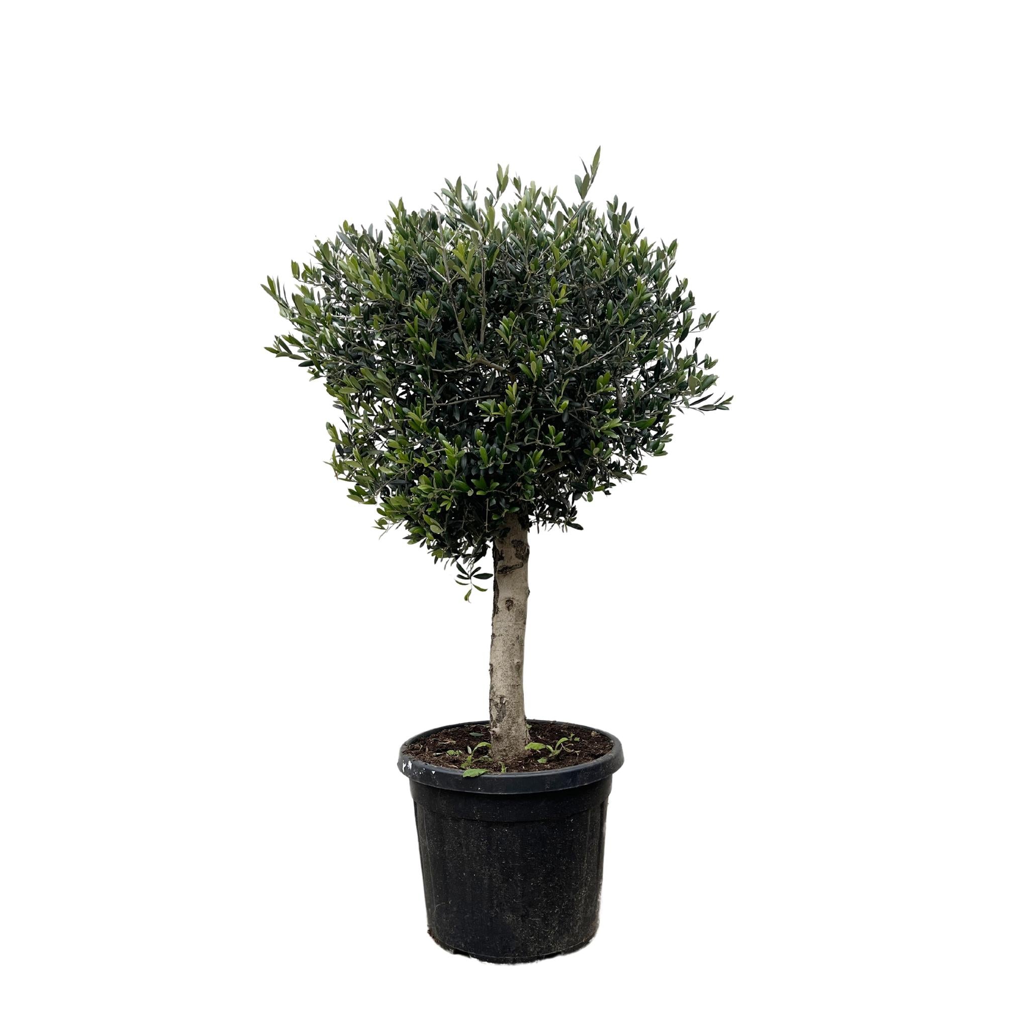 Olea Europaea Lorc - 200cm- Ø40