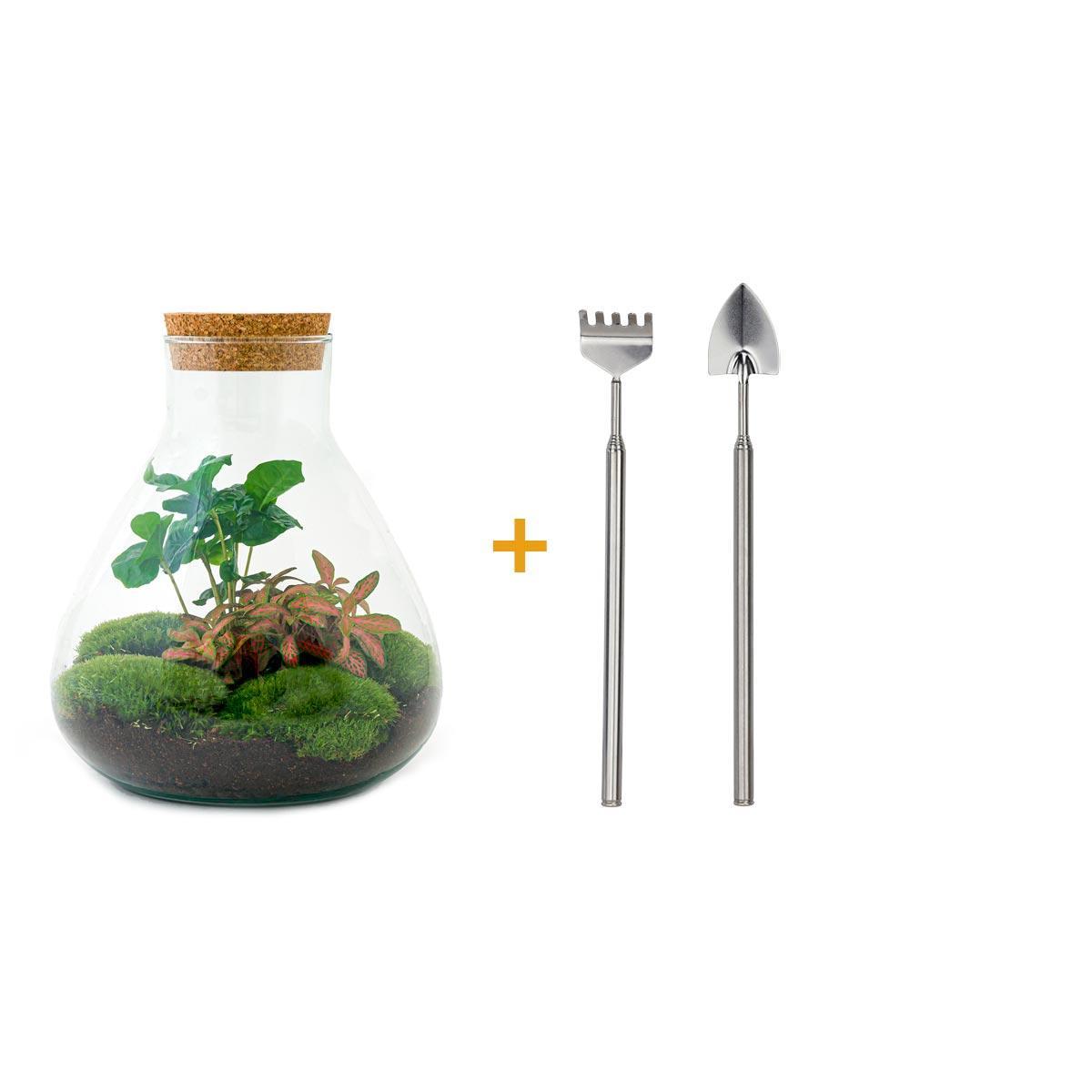 DIY terrarium - Sammie Coffea - ↑ 27 cm