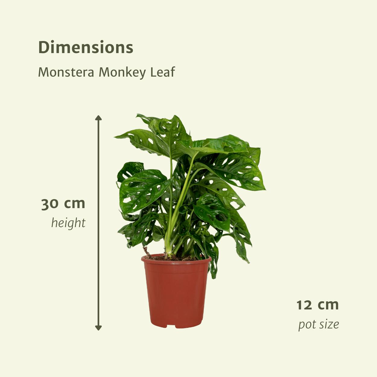 2x Monstera Monkey Leaf  - Gatenplant - 30cm - ø12