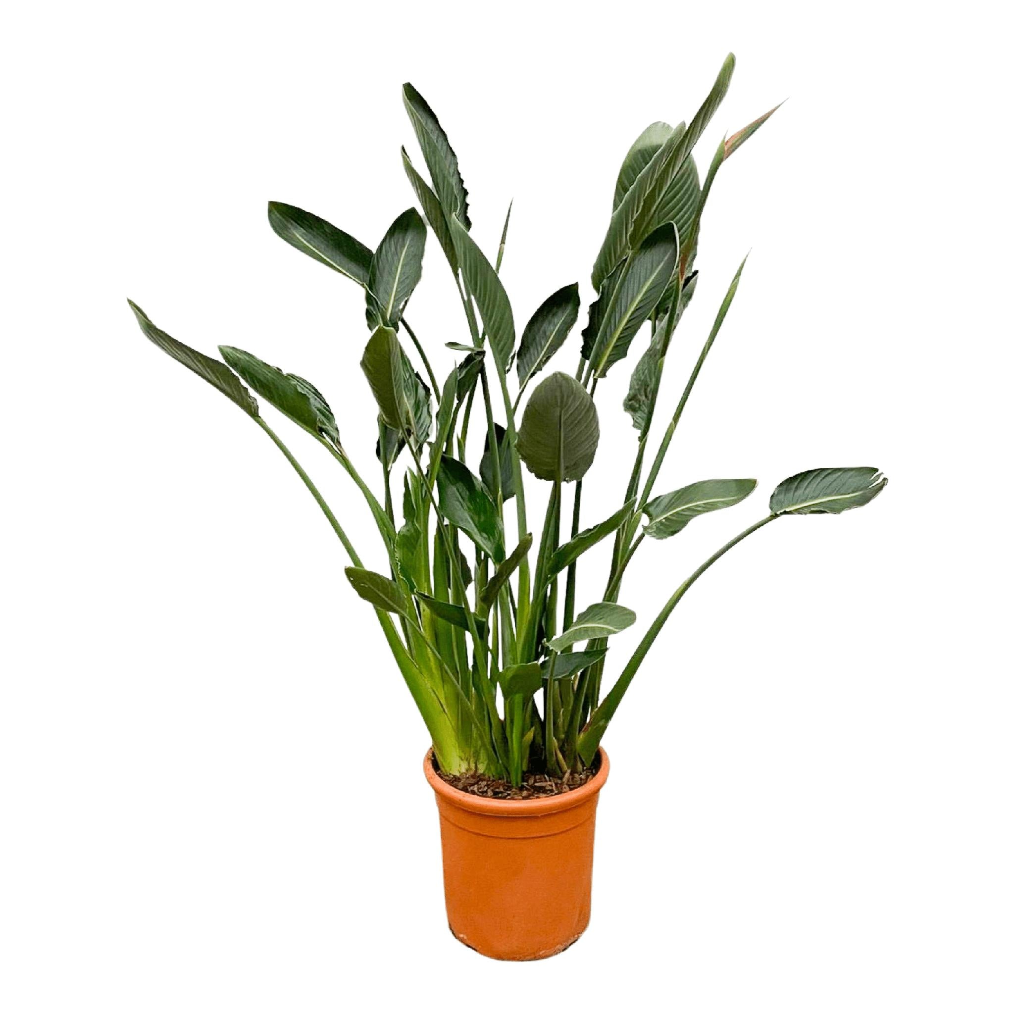 Strelitzia Reginae XL - 160cm - ⌀30