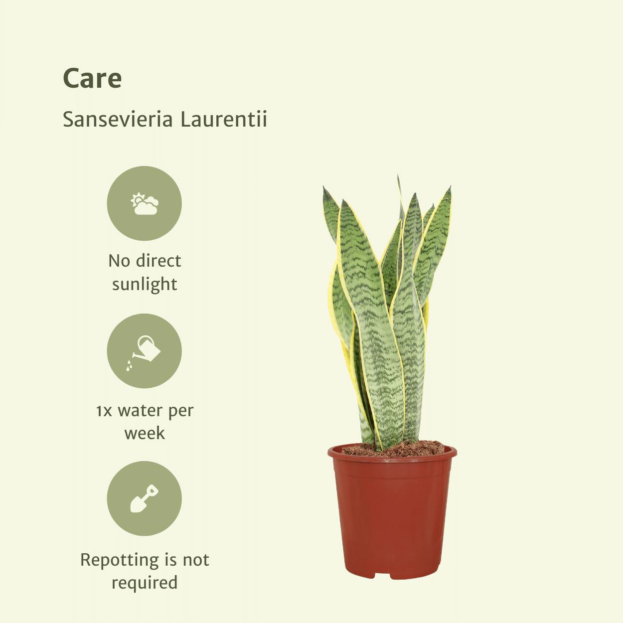 2x Sansevieria Laurentii - Vrouwentong - 40cm - ø14