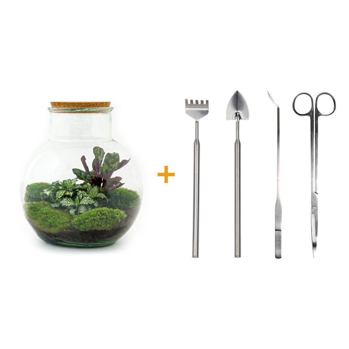 DIY terrarium - Teddy - ↑ 26,5 cm + Rake + Shovel + Tweezer + Scissors