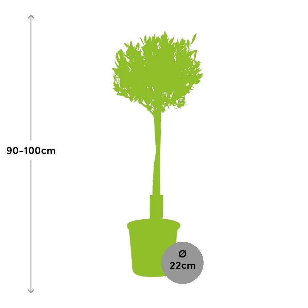 Ø22cm - ↕100cm