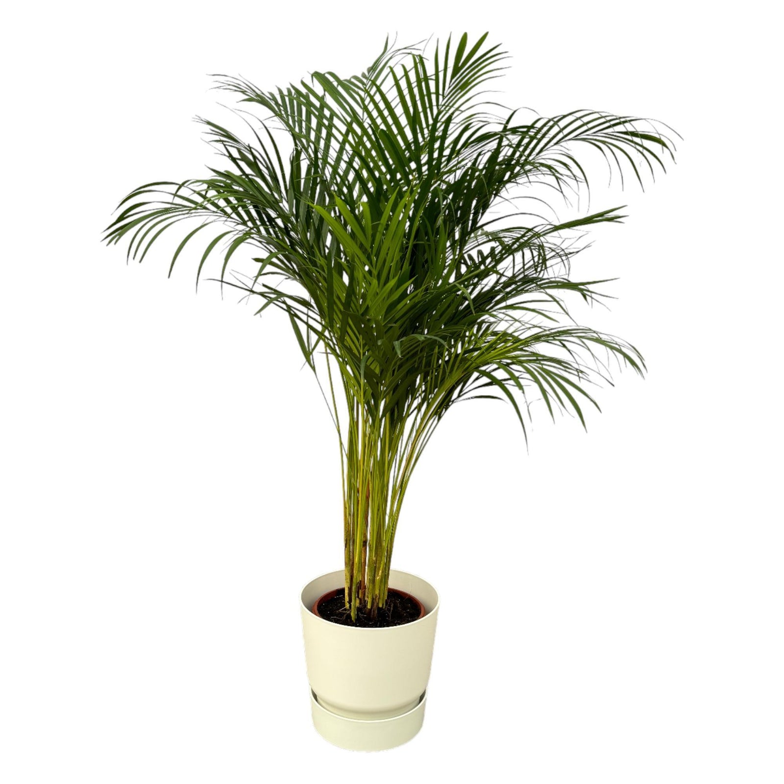 Areca palm - ↨130cm - Ø24cm inclusief elho Greenville Round wit D30xH28