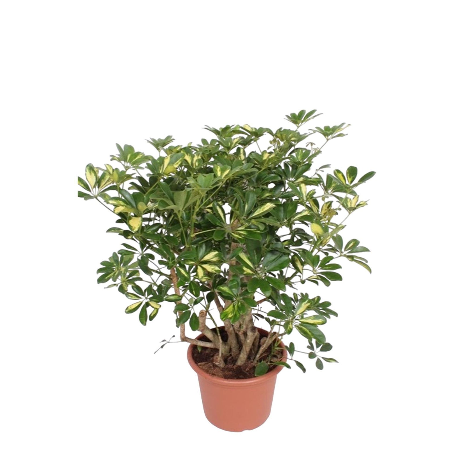 Schefflera Gold Capella vertakt - 130 cm - ø40