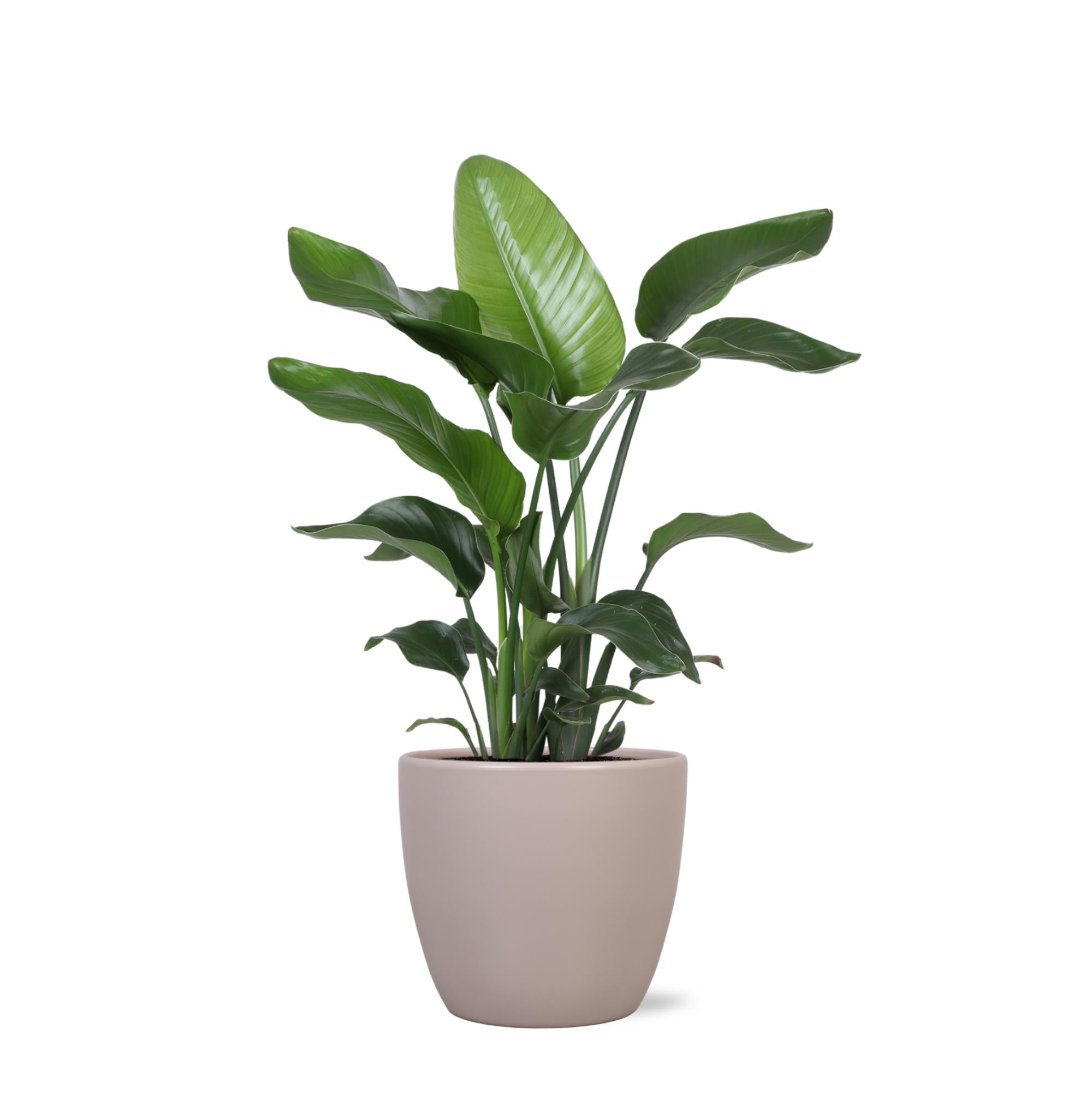 Strelitzia Nicolai - Ø21cm - ↕80cmin Boule TAUPE pot