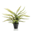 Kunstplant - Nephrolepis Exaltata - Bostonvaren - 55 cm