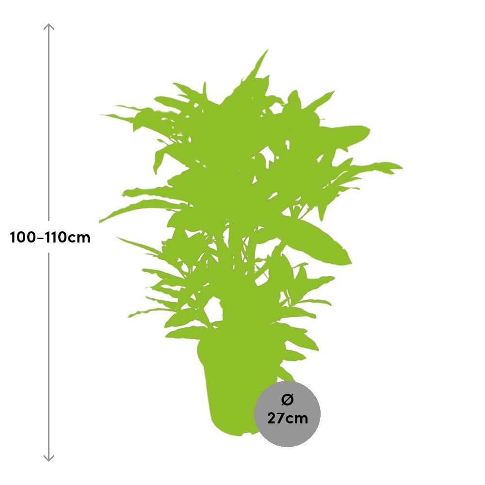 Ø27cm - ↕110cm