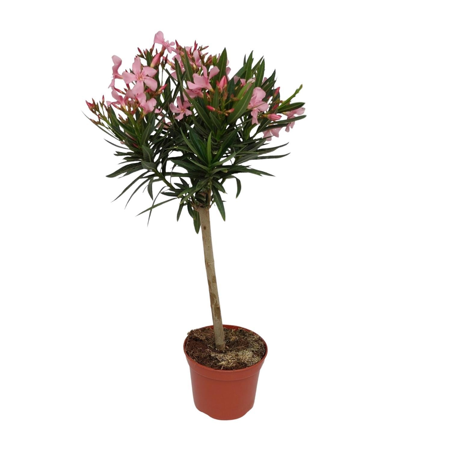 Nerium Oleander - Ø18cm - ↕80cm