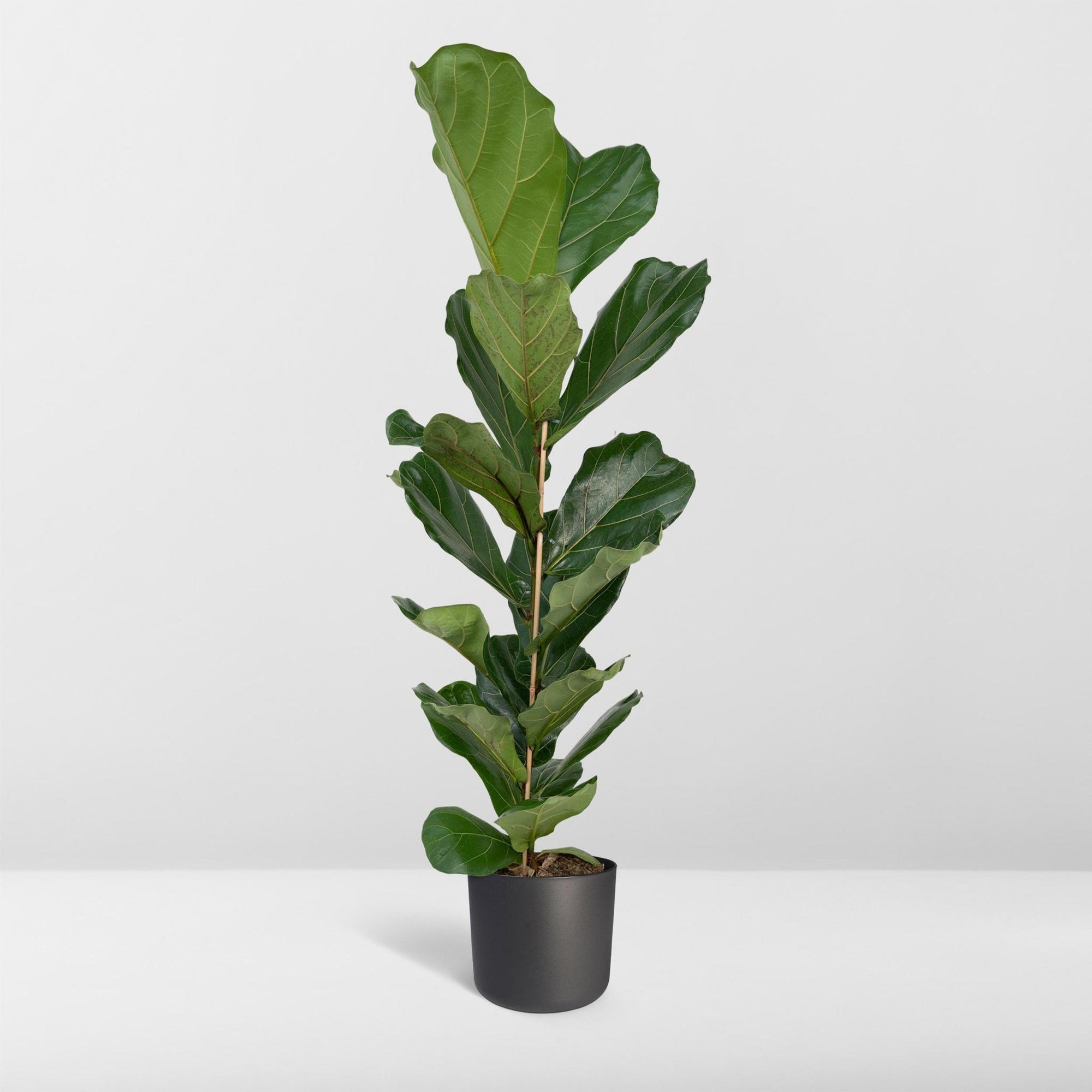 Ficus Lyrata - Rubberplant - 100cm - Ø21