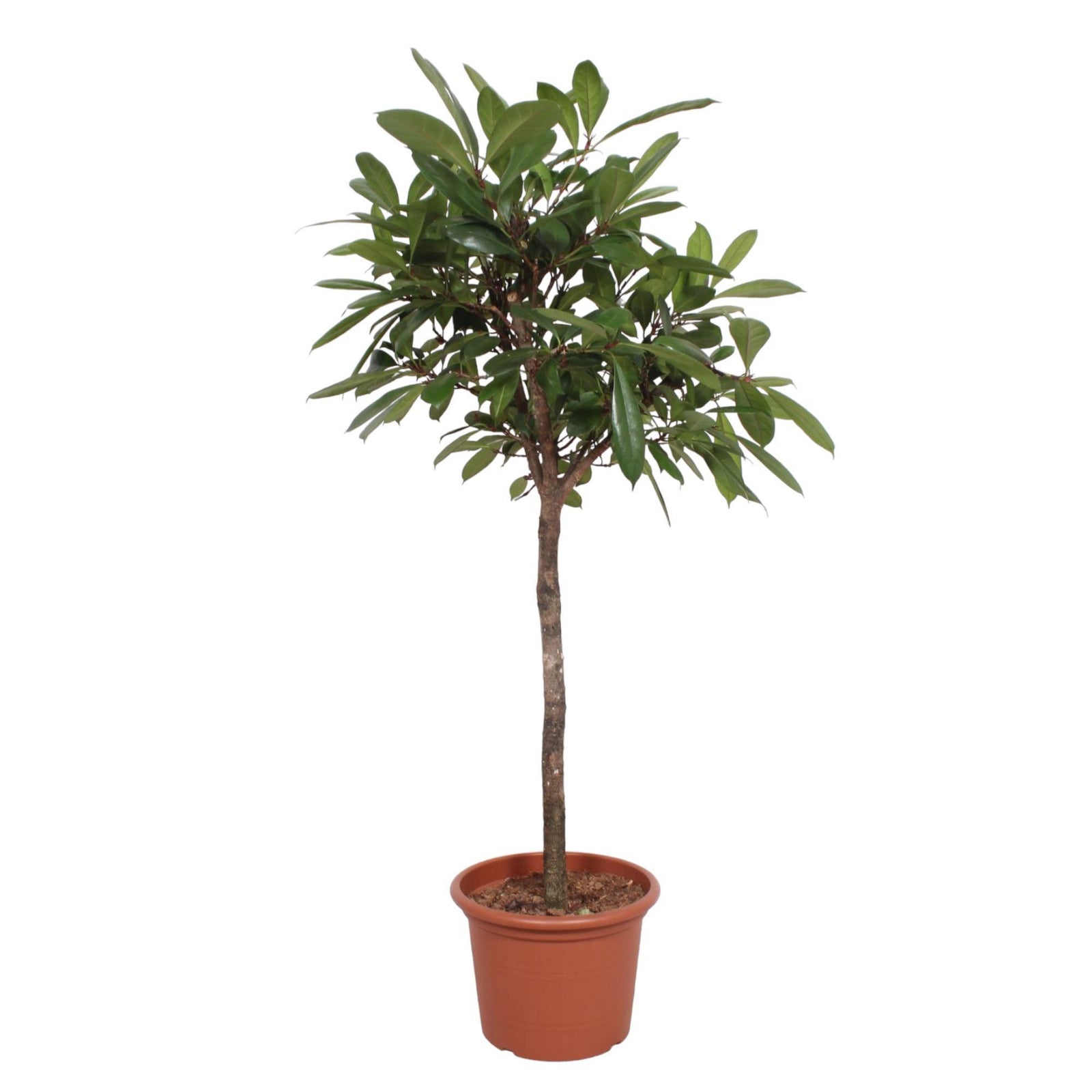 Ficus Cyathistipula boom - 180 cm - ø40