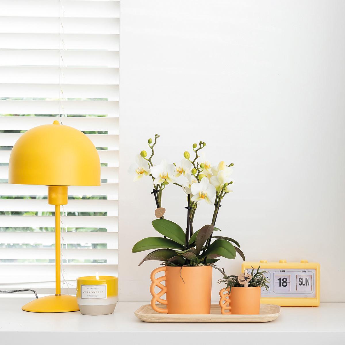 Kolibri Orchids | Plantenset Optimisme peach small| Groene planten met witte Phalaenopsis orchidee in Optimism peach sierpotten en bamboe dienblad