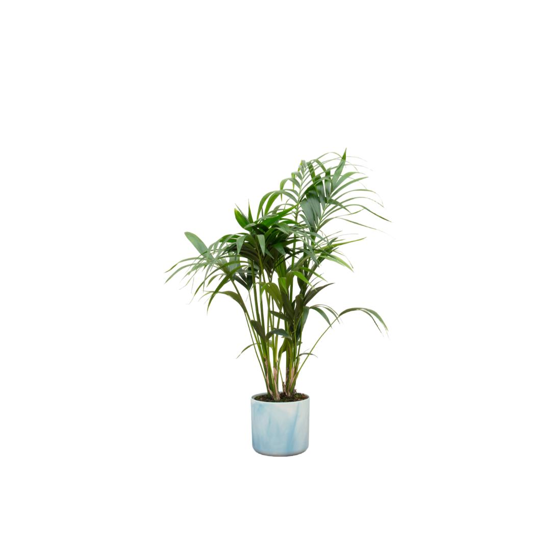 Combi deal - Kentia palm inclusief elho Ocean Round atlantisch blauw Ø22 - 130 cm