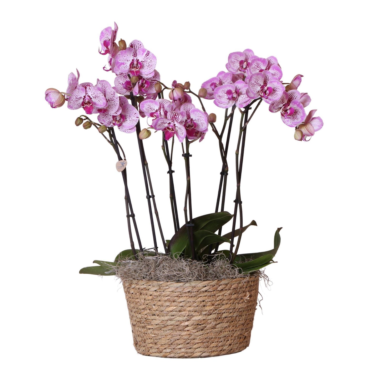 Kolibri Orchids | Complete Orchideeën set in Reed Basket | drie Melody orchideeën in rieten schaal incl. watergeefsysteem - Ø30cm