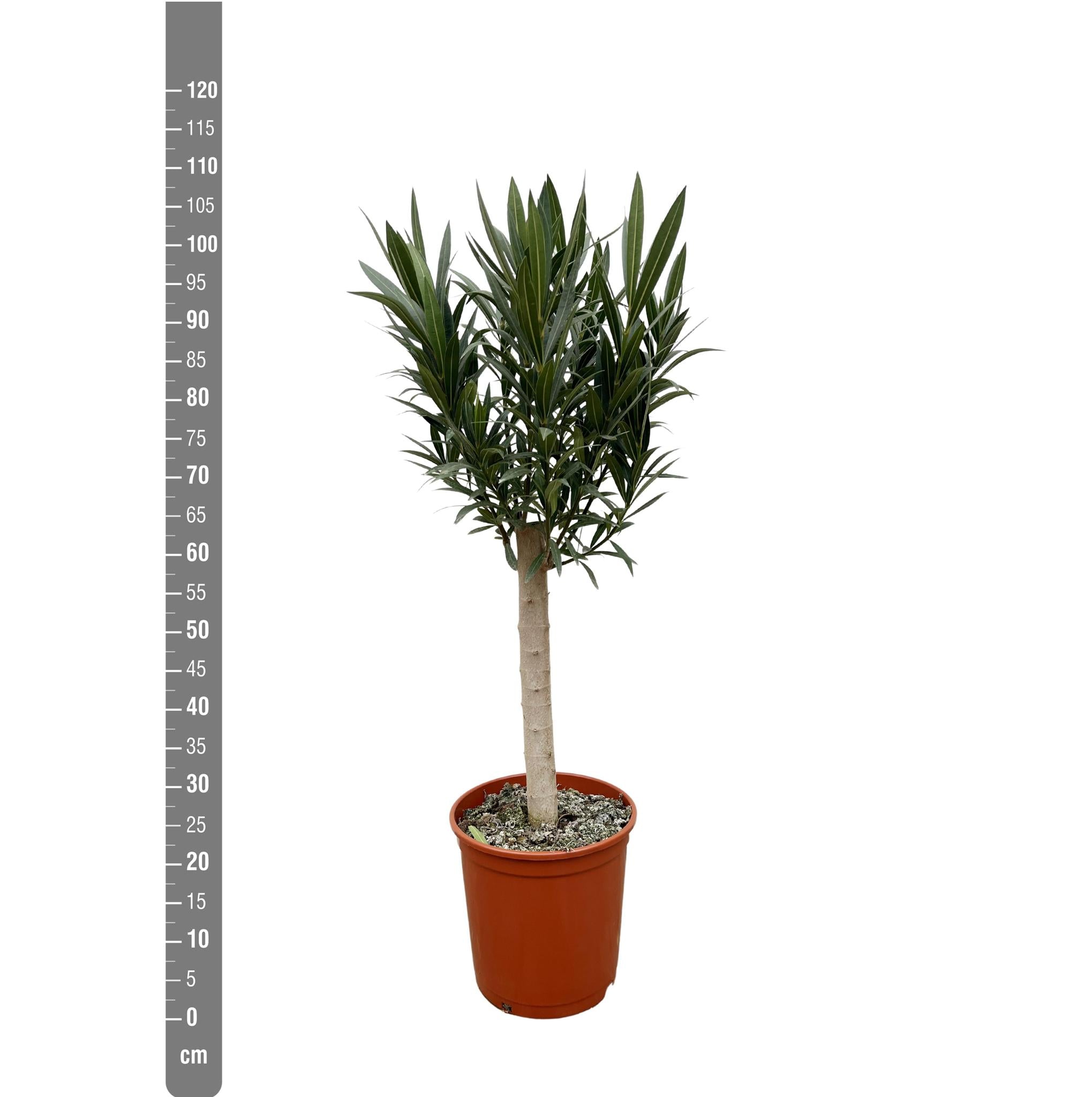 Nerium Oleander op stam met rode bloem - 110cm - Ø30