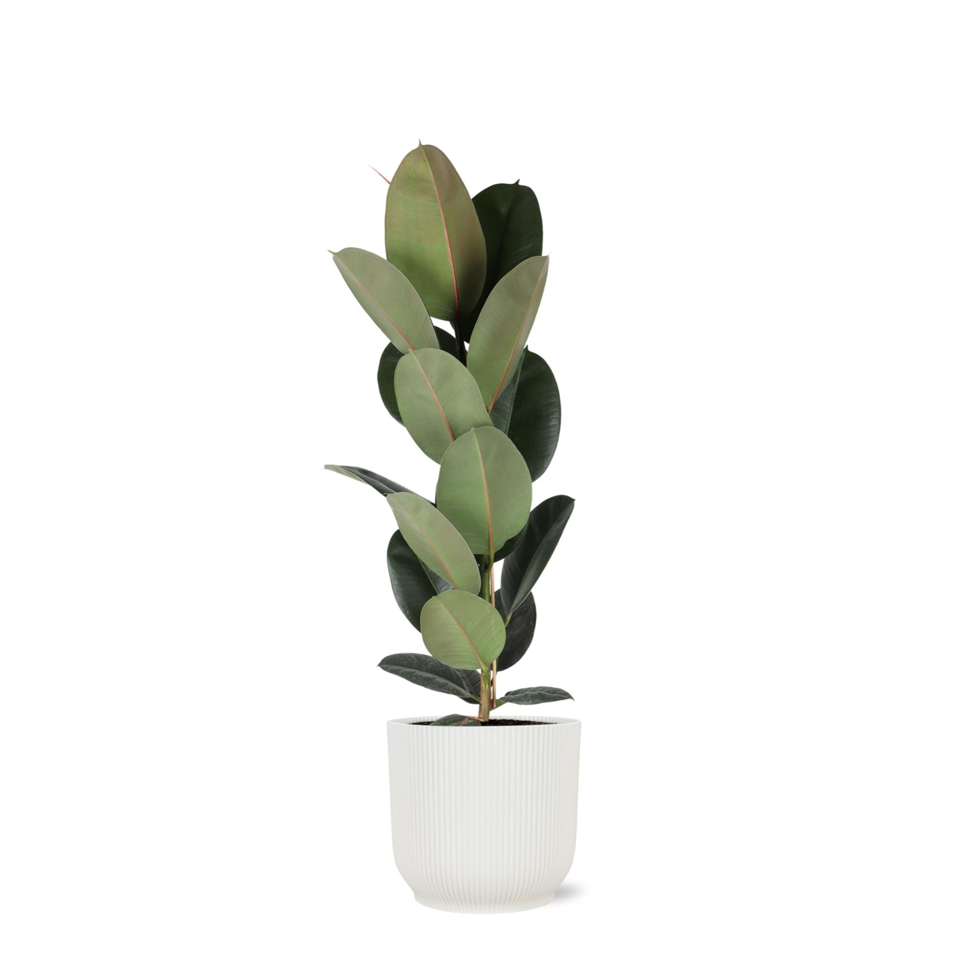 Ficus Elastica Robusta - Ø21cm - ↕90cm in Vibes WIT pot