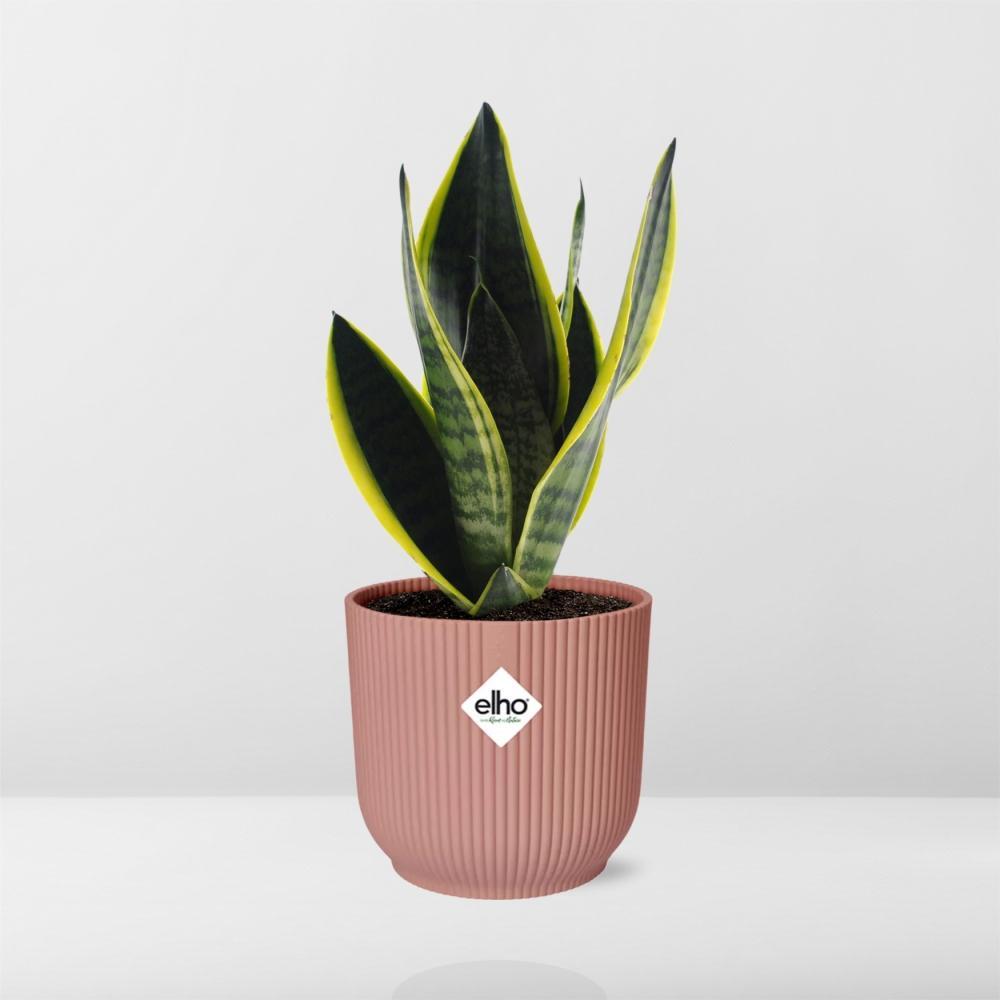 Sansevieria Futura Superba in ELHO Vibes Fold 14cm roze