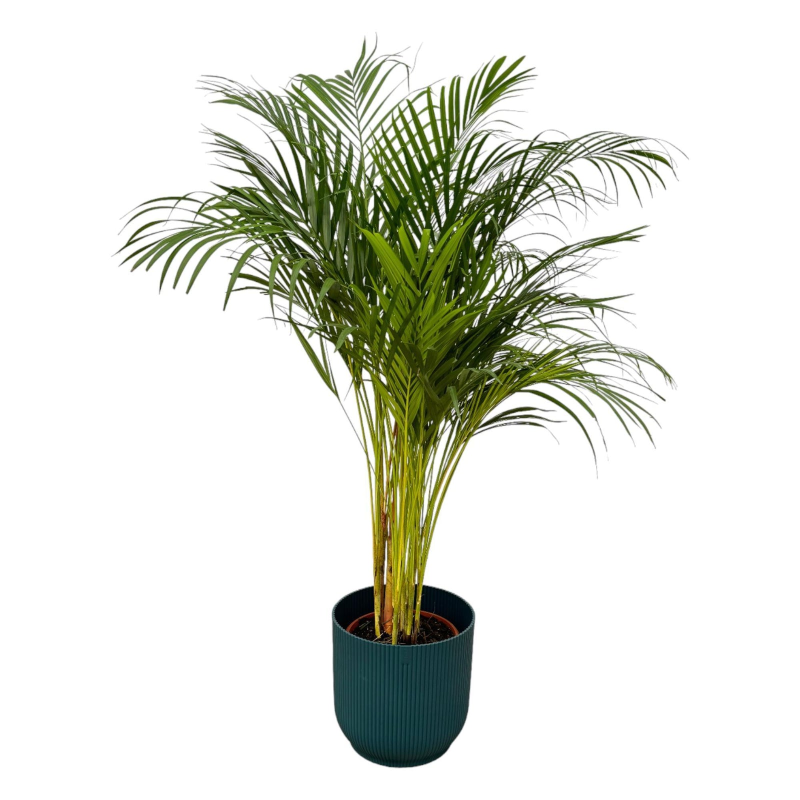 Areca palm - ↨130cm - Ø24cm inclusief elho Vibes Fold Round blauw D30xH27