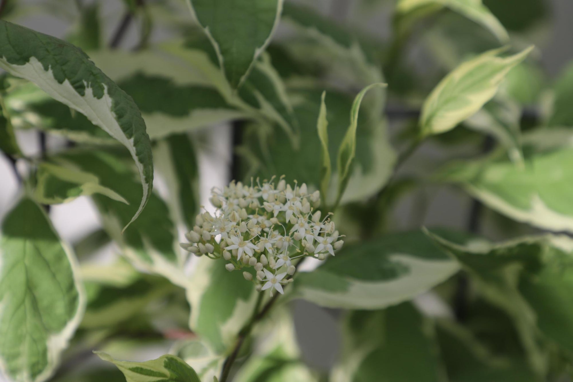 Cornus alba 'Elegantissima' - ↨180cm - 1 stuks