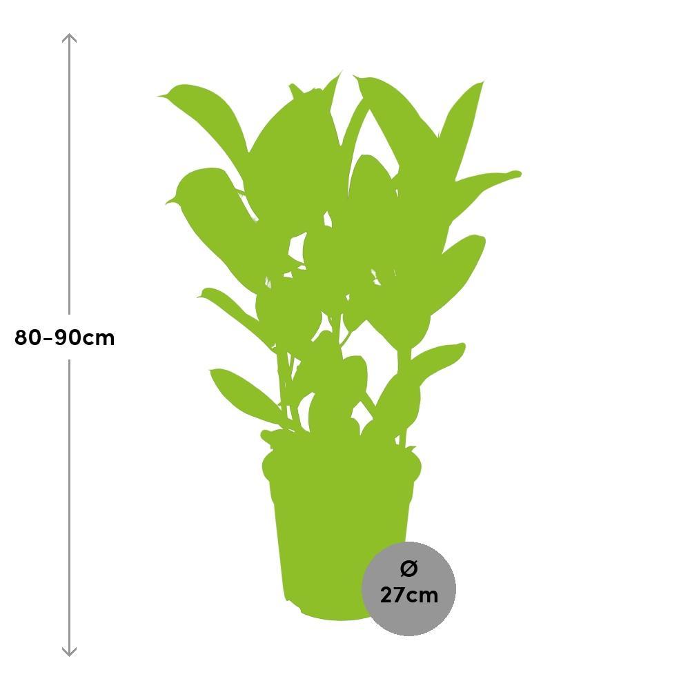 Ø27cm - ↕85cm