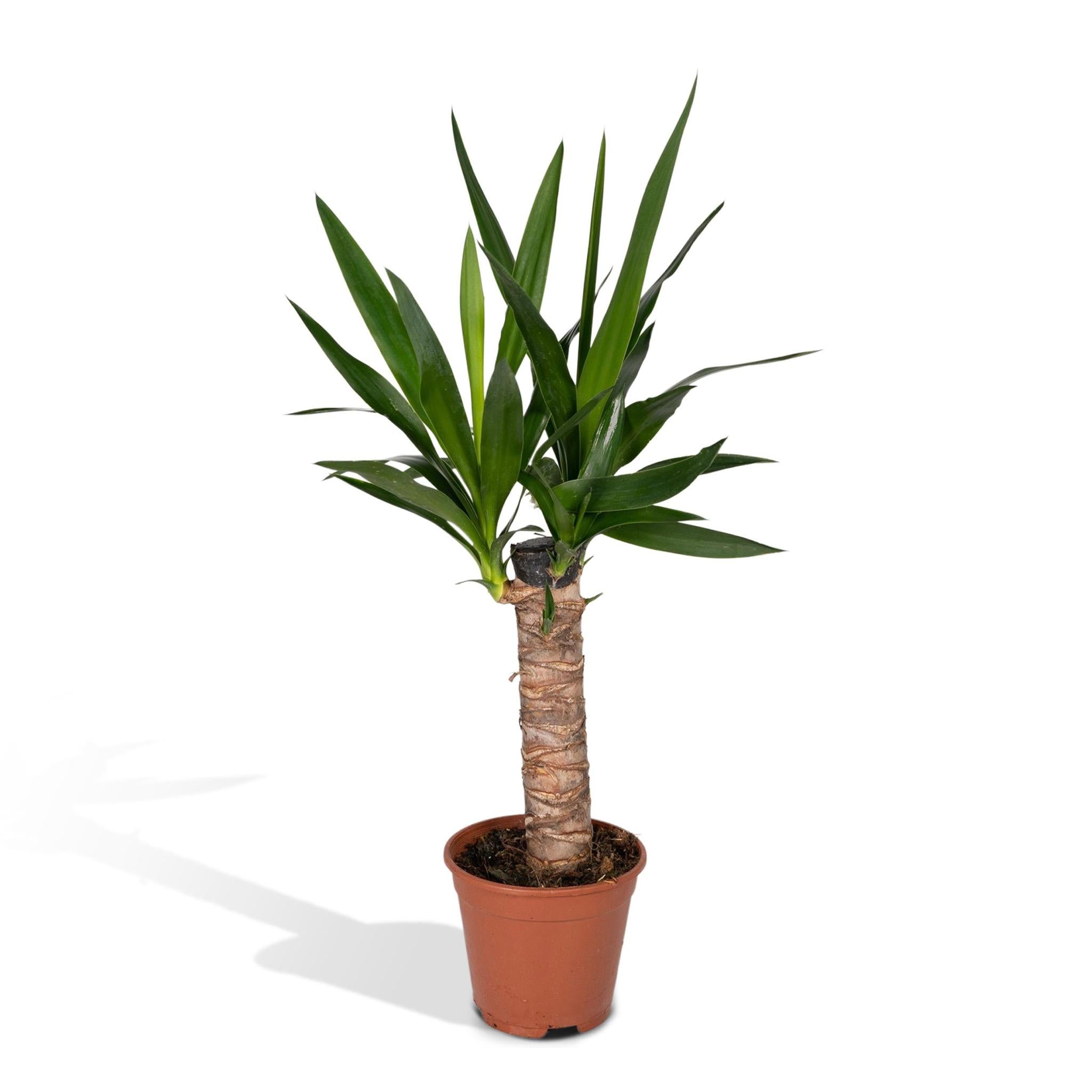 Yucca Elephantipes - Palmlelie - 40cm - Ø14