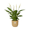 Spathiphyllum 12 Cm Torelli  in ELHO Vibes Fold 14cm geel