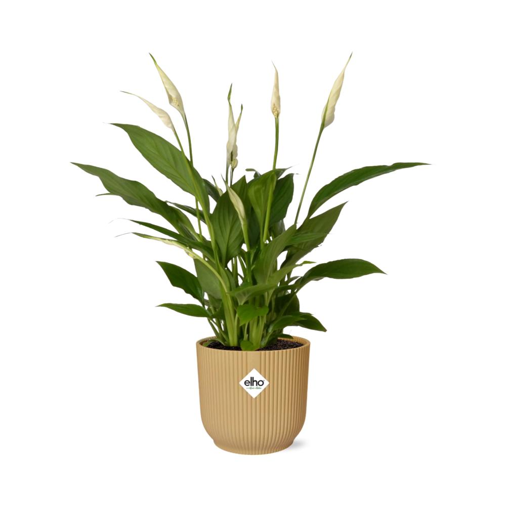 Spathiphyllum 12 Cm Torelli  in ELHO Vibes Fold 14cm geel