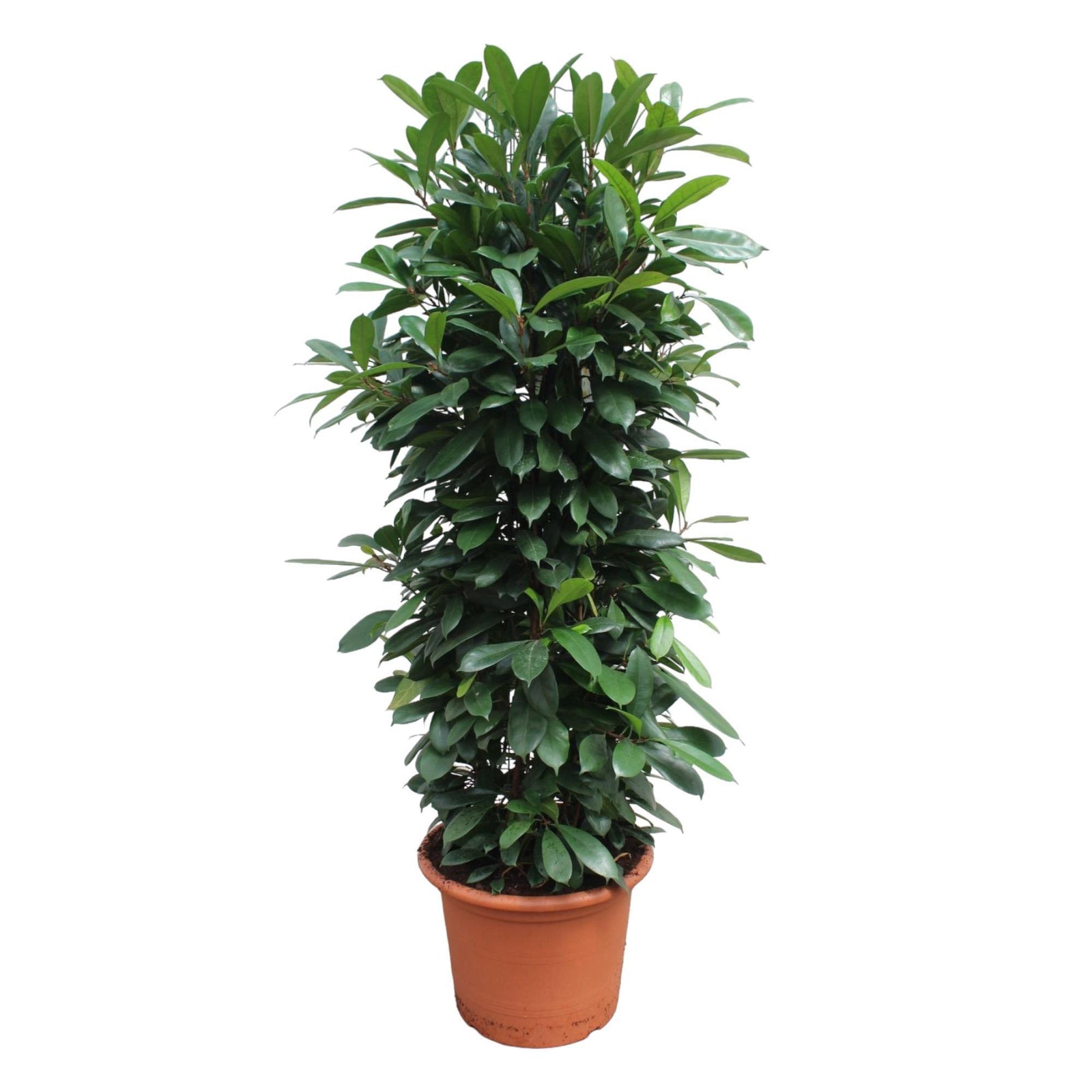 Ficus Cyathistipula gaasrek - 230 cm - ø60