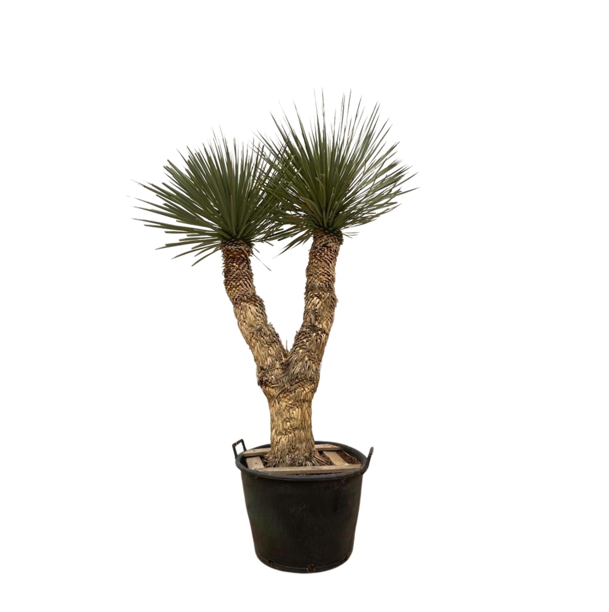 Yucca Rostrata Hidra - 200 cm - ø60