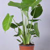 Ø17cm - ↕60cm