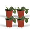 4x Scindapsus Pictus - Epipremnum - 15cm - ø12