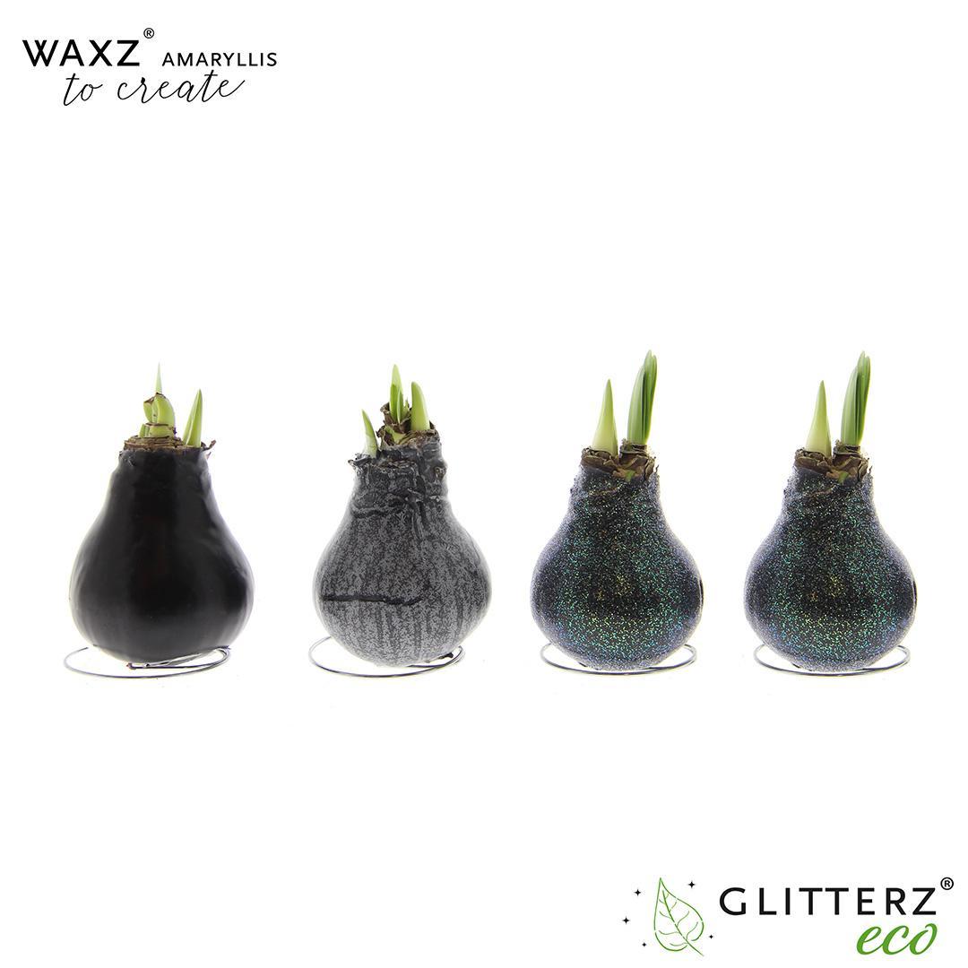Amaryllis Waxz To Create Black - 4 stuks - Ø7 cm - ↕15 cm